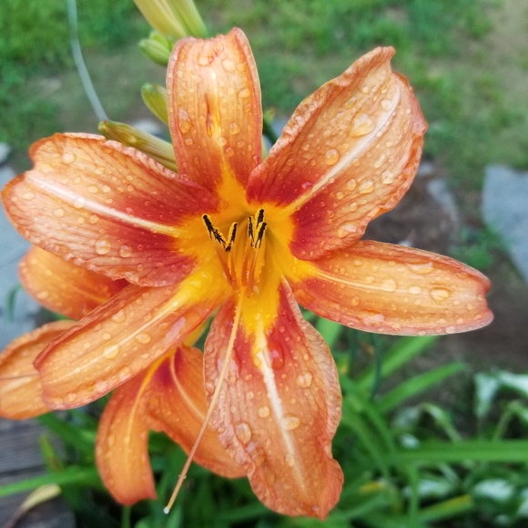 Meet your Posher, Tiffany - Picture 1 of 1